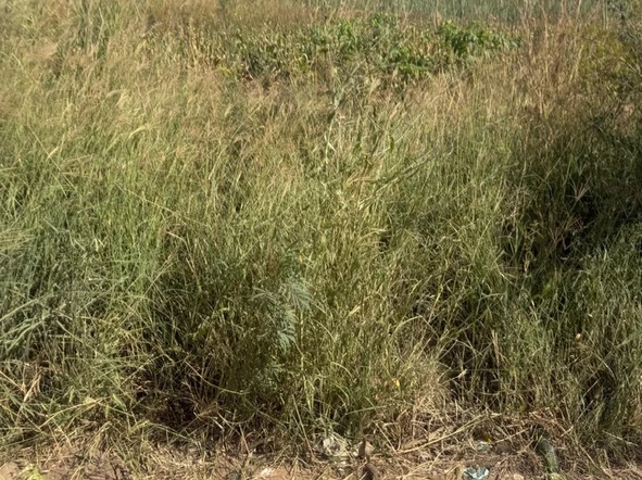 Commercial & Industrial Land