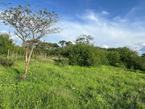 Farm & Agricultural Land