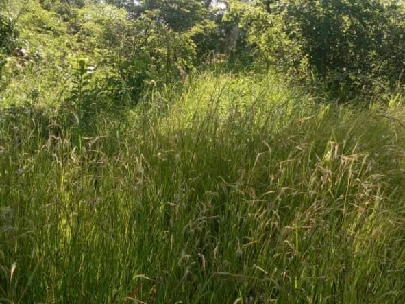 Prime 9753 m² Residential Land in Irene, Mutare - Great Access!