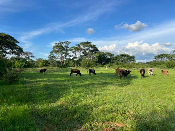 Farm & Agricultural Land