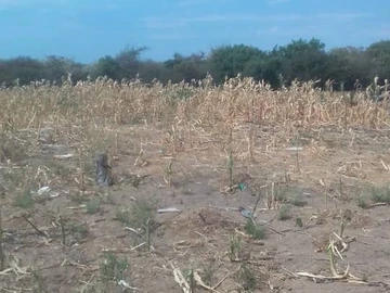 Farm & Agricultural Land