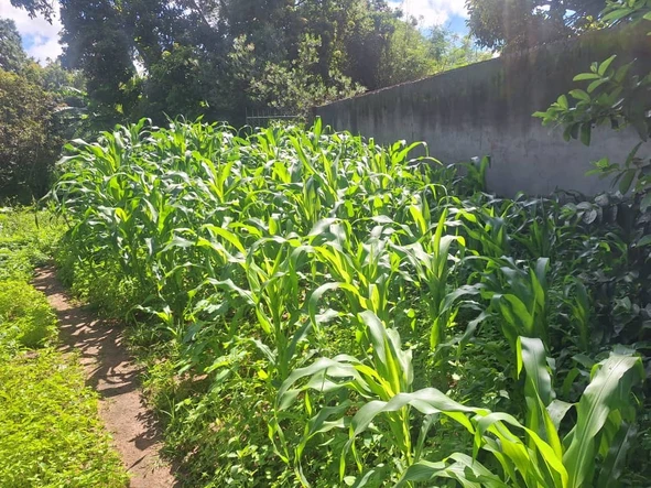 Farm & Agricultural Land