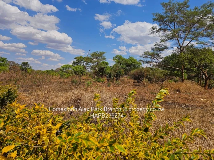 Kwekwe stand for sale