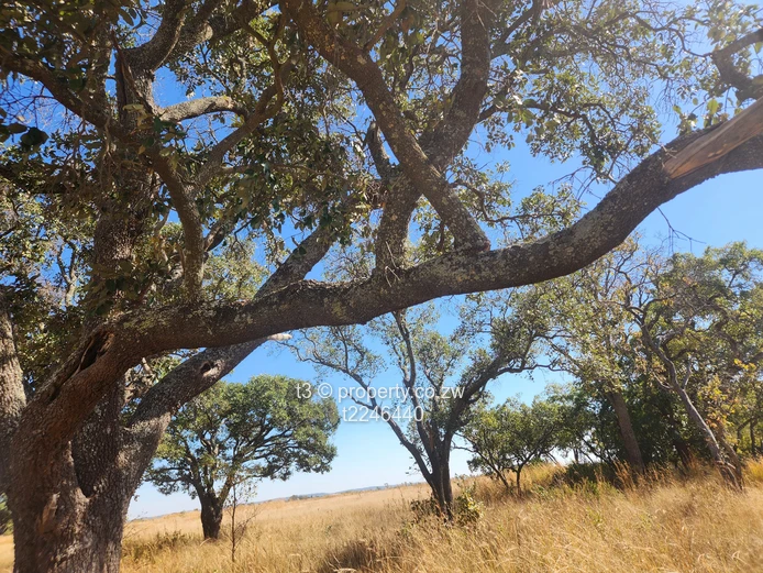  Darwendale Farm - 400 hectares 