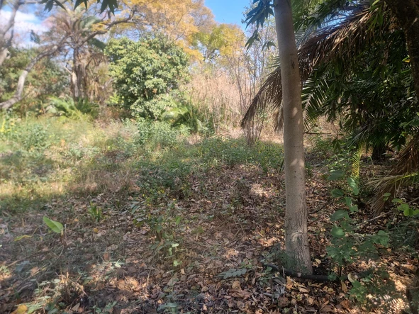 Commercial & Industrial Land
