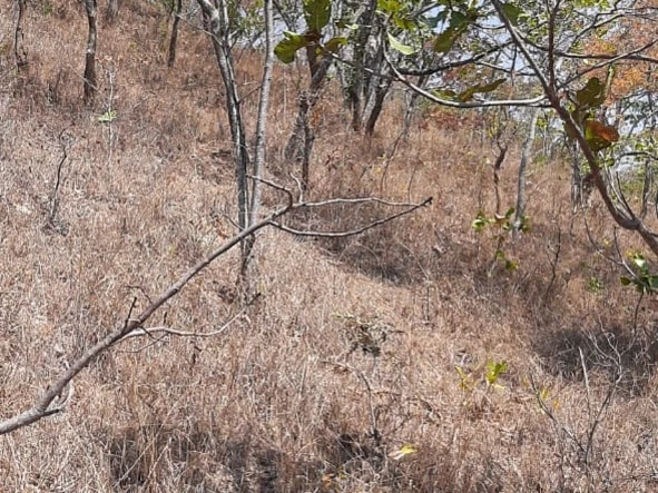 Land