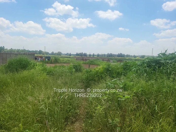 Glaudina stand for sale