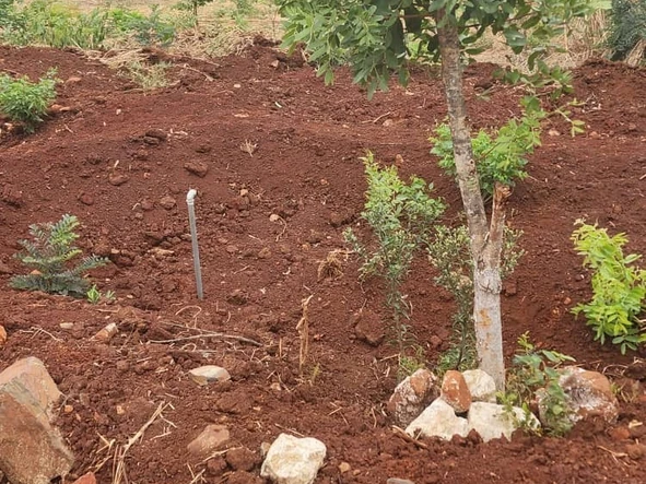 Stands & Residential Land