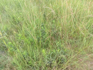 Land
