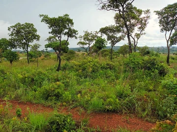Land