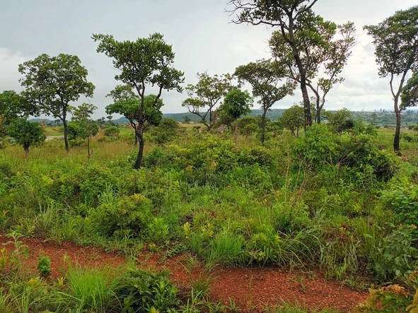 Land