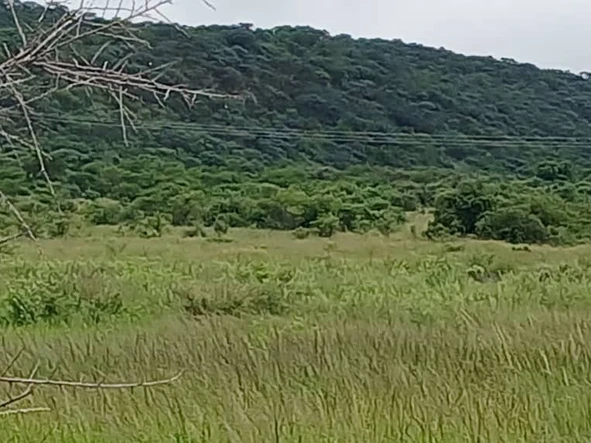 Farm & Agricultural Land