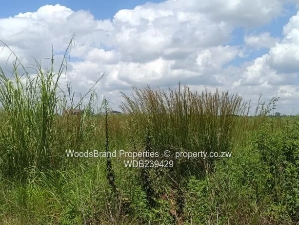 Shineplus Stand for sale