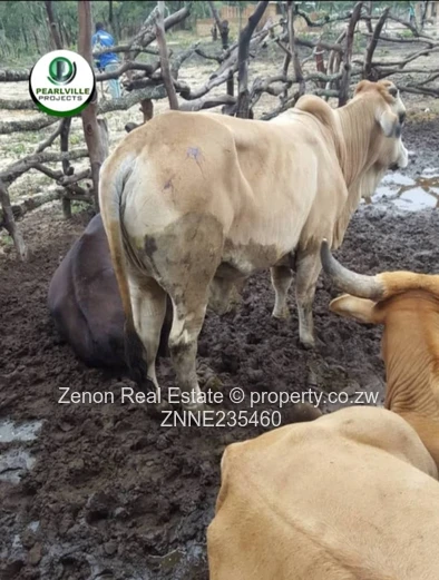 15ha plots in Mvuma , 20km from masvingo highway.immediate occupation on deposit.74k