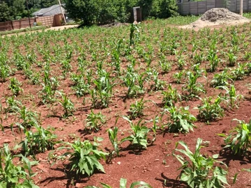 Stands & Residential Land