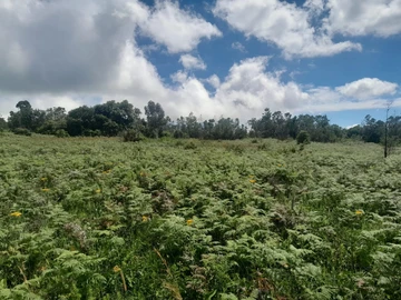 Farm & Agricultural Land