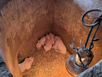 Farm & Agricultural Land