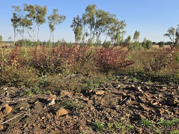 Stands & Residential Land