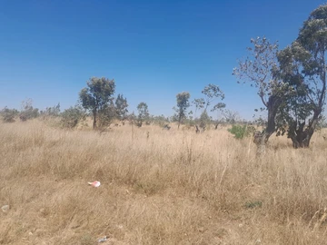 Stands & Residential Land