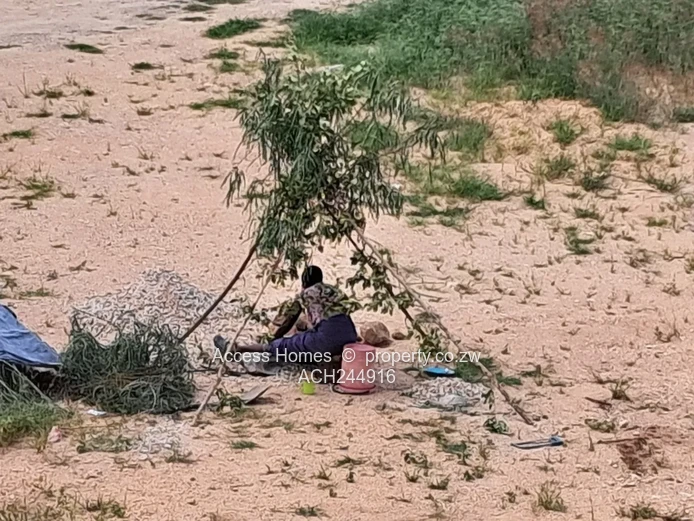 Crowhill Palm Village Stand For Sale