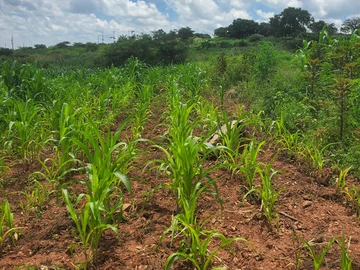 Commercial & Industrial Land