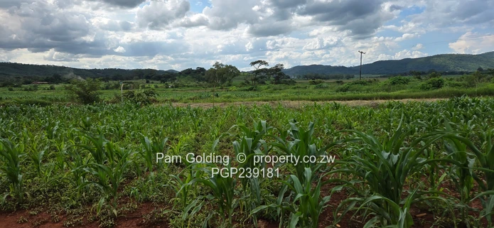 Spacious residential stand near the gold
