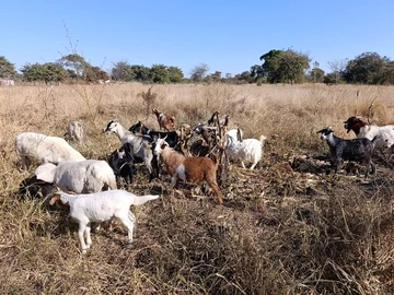 Land