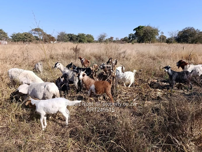 Agro Residential Plot - 178 Clon Moran, Kadoma 