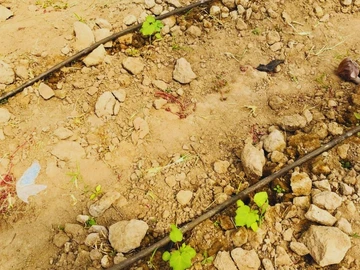 Farm & Agricultural Land