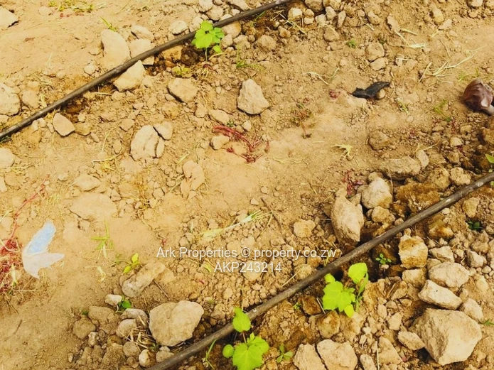 Farm For Sale In Ngezi