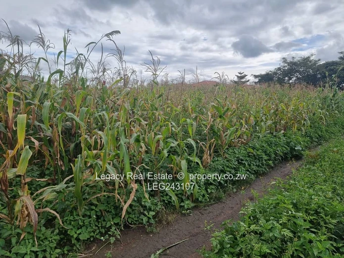 Investment Opportunity – Sandton Stand for Sale