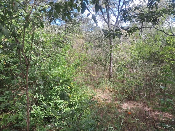 Land