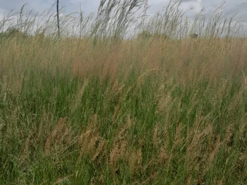 Commercial & Industrial Land