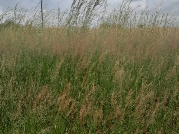 Commercial & Industrial Land