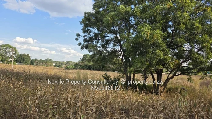 Prime 2000 m² Quinnington Stand — Tarred Roads, Trees