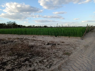 Farm & Agricultural Land