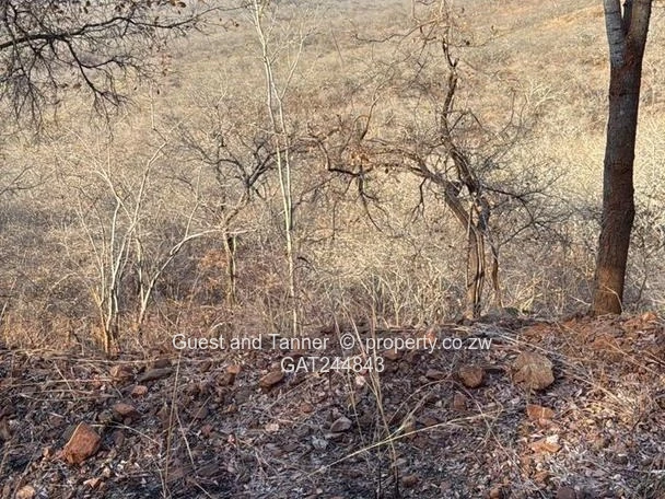 Makaha Gold Mine Opportunity