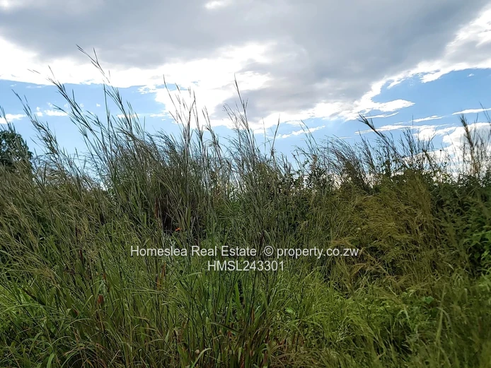 Absolute Bargain (Sole Mandate)