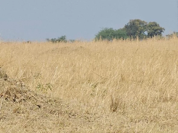 Farm & Agricultural Land