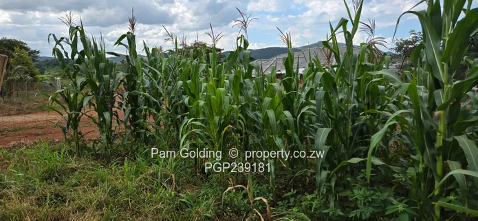 Spacious residential stand near the gold