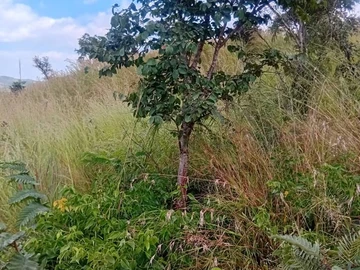 Commercial & Industrial Land
