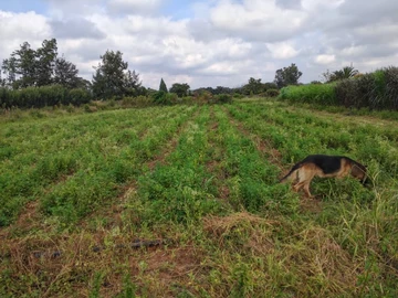 Farm & Agricultural Land