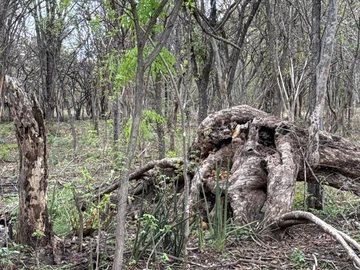 Farm & Agricultural Land