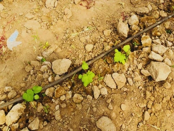 Farm & Agricultural Land