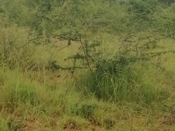 Farm & Agricultural Land