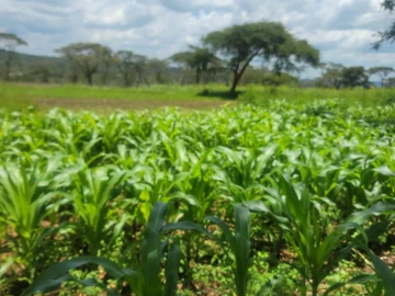 Farm & Agricultural Land