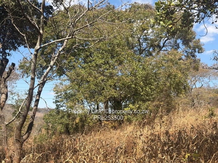 Premium Stand For Sale - Glen Lorne