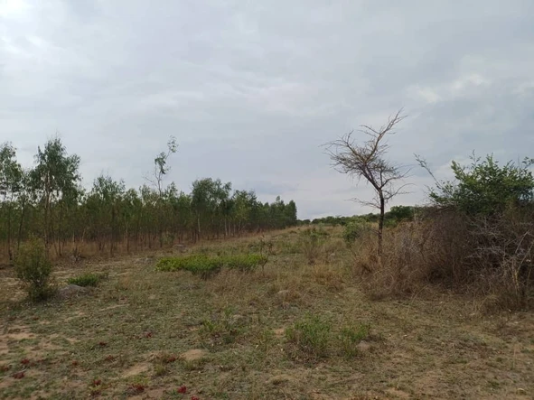 Farm & Agricultural Land