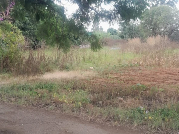 Stands & Residential Land