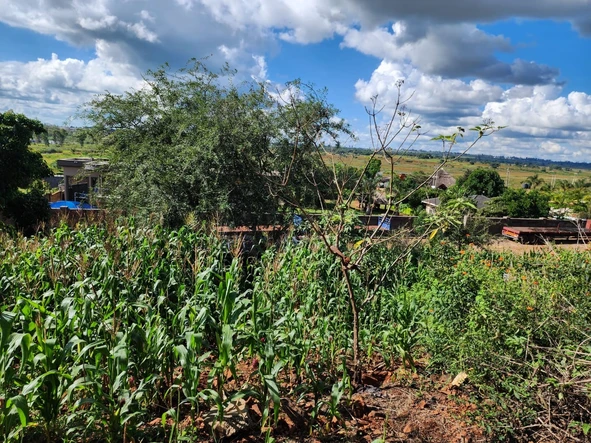 Stands & Residential Land